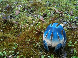 Click image for larger version

Name:	IMG_6815.jpg
Views:	263
Size:	100.6 KB
ID:	2083