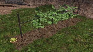 Name:  MogGarden3_002.jpg
Views: 44
Size:  87.1 KB